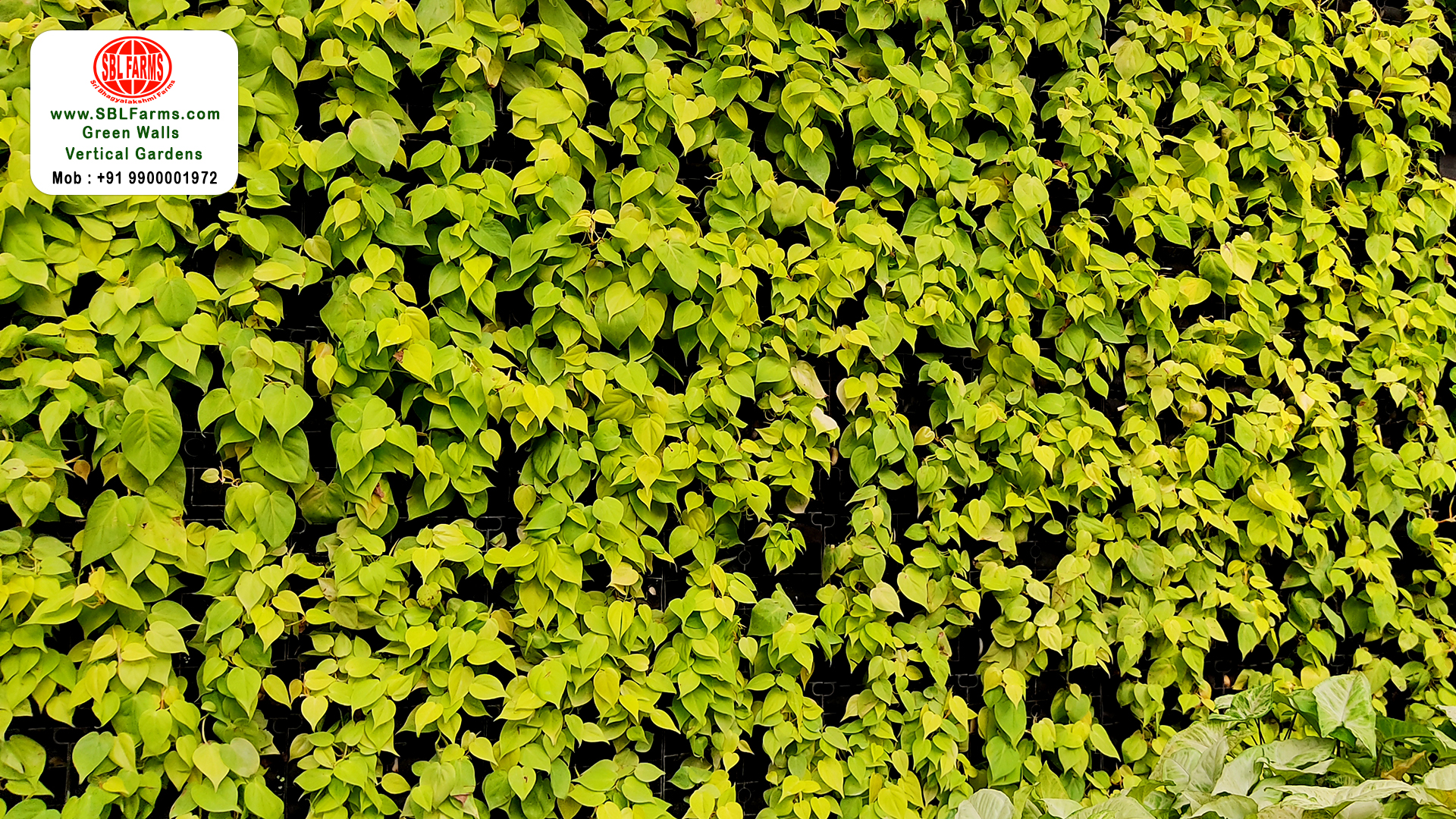 Sbl Farms Green walls and Living walls, Vertical Garden, Bio Curtains